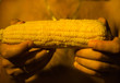© yurich84 - Taking a corn for eating