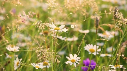 Wall Mural - Close-up view of many wild plants of different kinds slightly moving in wind in charming soft light of sun. Sparkling morning drops of dew on leaves of daisies and other growth. Shallow depth of field