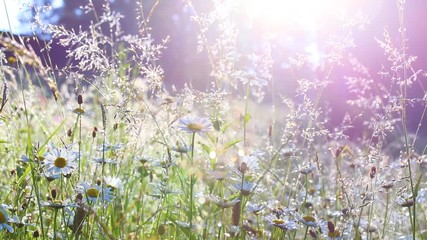 Wall Mural - Close-up view of many wild plants of different kinds wet from morning dew slightly moving in wind in charming soft light of sun, blue sky and pine wood in background. Shallow depth of field