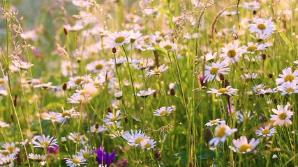 Wall Mural - Close-up view of many wild plants of different kinds slightly moving in wind in charming soft light of sun. Sparkling morning drops of dew on leaves of daisies and other growth. Shallow depth of field