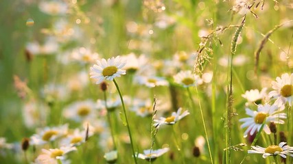 Wall Mural - Close-up view of many wild plants of different kinds slightly moving in wind in charming soft light of sun. Sparkling morning drops of dew on leaves of daisies and other growth. Shallow depth of field
