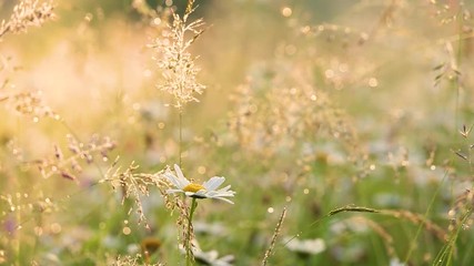 Wall Mural - Close-up view of many wild plants of different kinds slightly moving in wind in charming soft light of sun. Sparkling morning drops of dew on leaves of daisies and other growth. Shallow depth of field