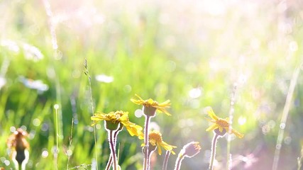 Wall Mural - Beautiful morning nature background. Closeup of yellow flowers with drops of dew in charming light of sun. Many different plants and wildflowers in countryside meadow. Shallow depth of field.