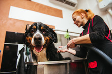 Dog Wash Before Shearing. Berner Sennenhund