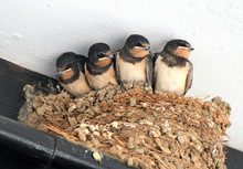 Chicks Of Swallows Wait For Food