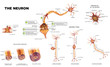 Neuron detailed anatomy illustrations. Neuron types, myelin sheath formation, organelles of the neuron body and synapse.