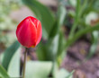 Close up of single, beautiful tulip in spring