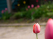 Close up of one pink tulip in the foreground with colorful blurred tulips in the background.