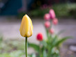 Yellow tulip with lovely pink and red tulips blurred in background