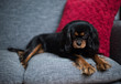 Close up of beautiful black and tan Cavalier King Charles Spaniel, sitting on a gray sofa in front of a red pillow. The cute puppy is staring intently at the camera.