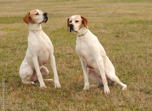 Two German Shorthaired Pointer Dogs Buy This Stock Photo And