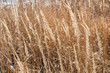 Fade grass ears on blurred background
