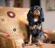 Cavalier King Charles Spaniel sitting up on gold, flowery chair, looking up.