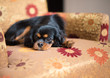 Sweet Cavalier King Charles Spaniel, black and tan, resting in a brightly colored chair.