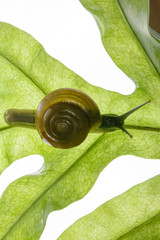 The snail is on the leaf on a white background.