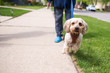 © Page Light Studios - Cute, small dog jumps out at a passing stranger, hoping for a treat or to protect her owner, and older person wearing blue slippers