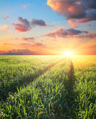 Green field  barley at sunset