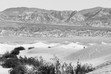 Lone Man Walks Sand Dunes Death Valley