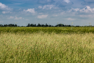 Wall Mural - Green meadows