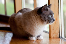 Curious Siamese Cat Looks Out Window