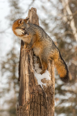 Wall Mural - grey fox (urocyon cinereoargenteus) stands at top of broken tree