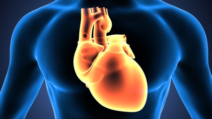 3d illustration of human body heart anatomy