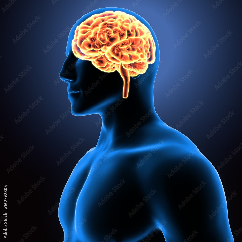 3d illustration of human body brain anatomy Stock Illustration | Adobe ...
