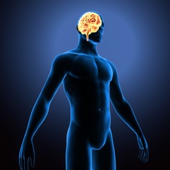 3d illustration of human body brain anatomy