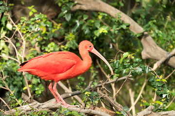 Wall Mural - Exotic red-orange bird in the nature. Wildlife. Bright ibis - the national bird of Trinidad and Tobago