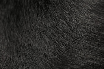 labrador dog fur background