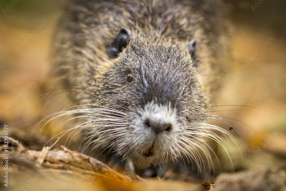 Nutria als Nahaufnahme am Wasser