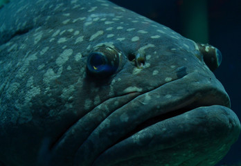 Wall Mural - aquarium de saint malo