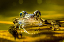 Frog Reflection In The Water