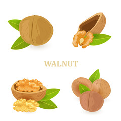 Wall Mural - collection of groups of walnuts with green leaves for your desig