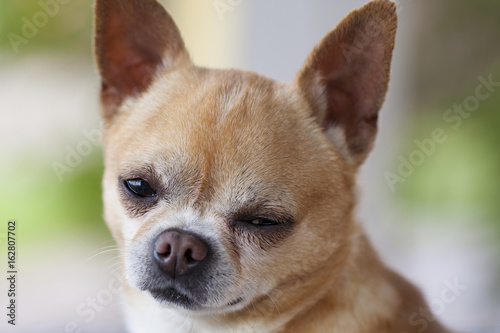 Short Hair Chihuahua A Sad Little Dog Buy This Stock Photo And