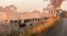 Farmer Herding Cattle Down Country Lane At Sunset In Victoria Rural Area Australia