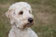 © abr68 - Hundekopf doodle