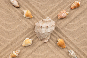 Wall Mural - Intersection of two lines consisting of seashell.