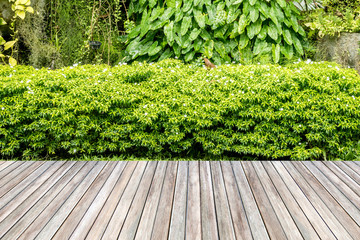 Wooden decking and plant garden decorative.