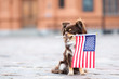 canvas print picture chihuahua dog holding an american flag in her mouth