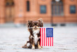 canvas print picture brown chihuahua dog holding an american flag