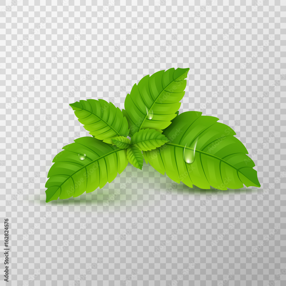 Fresh mint leaf. Vector menthol healthy aroma. Herbal nature plant. Spearmint green leafs - obrazy, fototapety, plakaty 