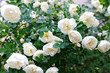 White  pale roses bush over summer garden or park nature background. Roses garden, outdoor.