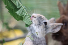 Bunny Eating Dandelion