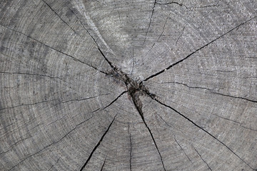 Poster - Wood texture of cut tree trunk, close-up