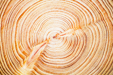 Poster - Wood texture year-old rings background, Cedar Lebanese