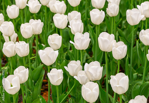 floral-background-white-brightly-sunlit-tulips-beautiful-flowers