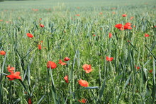 Red Poppy At A Field Edge, Belgium