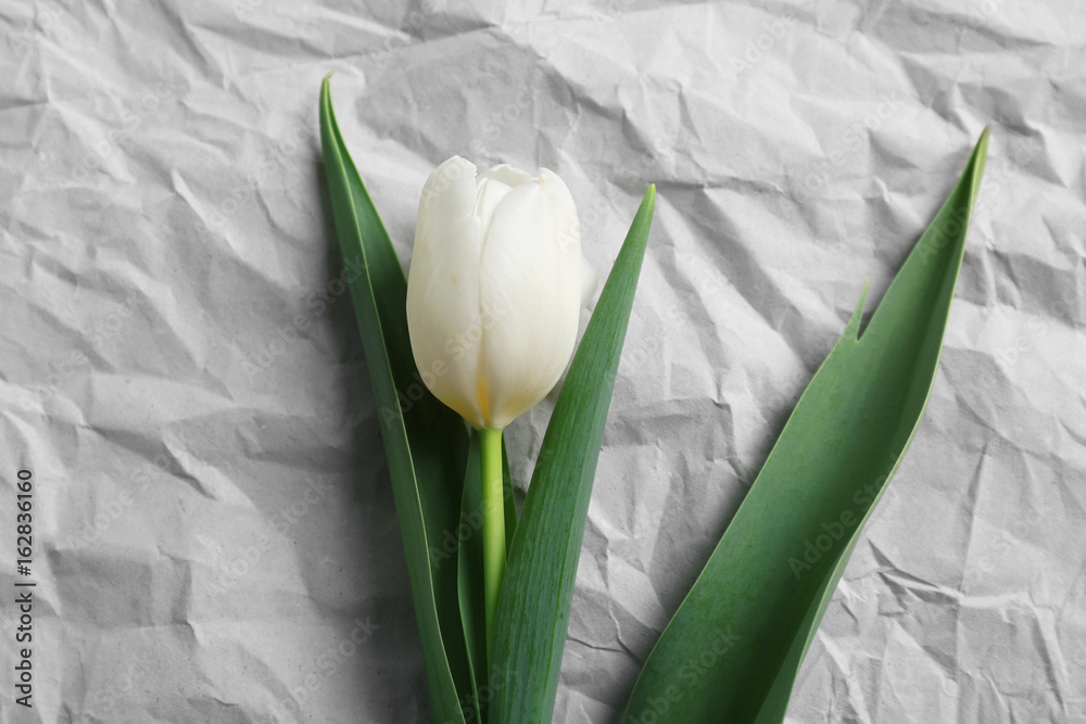 Beautiful flower of tulip on paper background