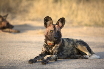 african wild dog portrait in it´s natural habitat